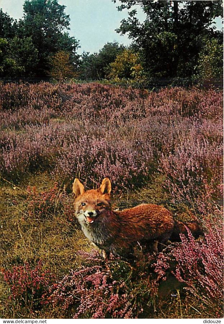 Animaux - Renards - Sologne - Bruyères - Fox - CPM - Voir Scans Recto-Verso - Autres & Non Classés