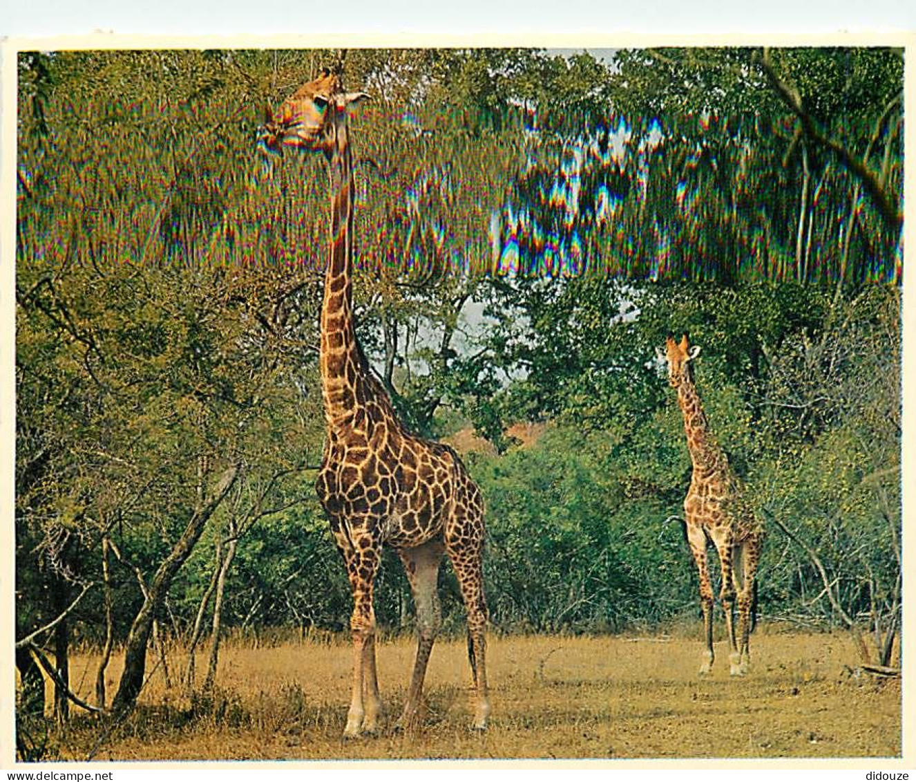 Animaux - Girafes - Afrique Du Sud - South Africa - Giraffe Grazing Off A Tree Top - Carte Neuve - CPM - Voir Scans Rect - Giraffen