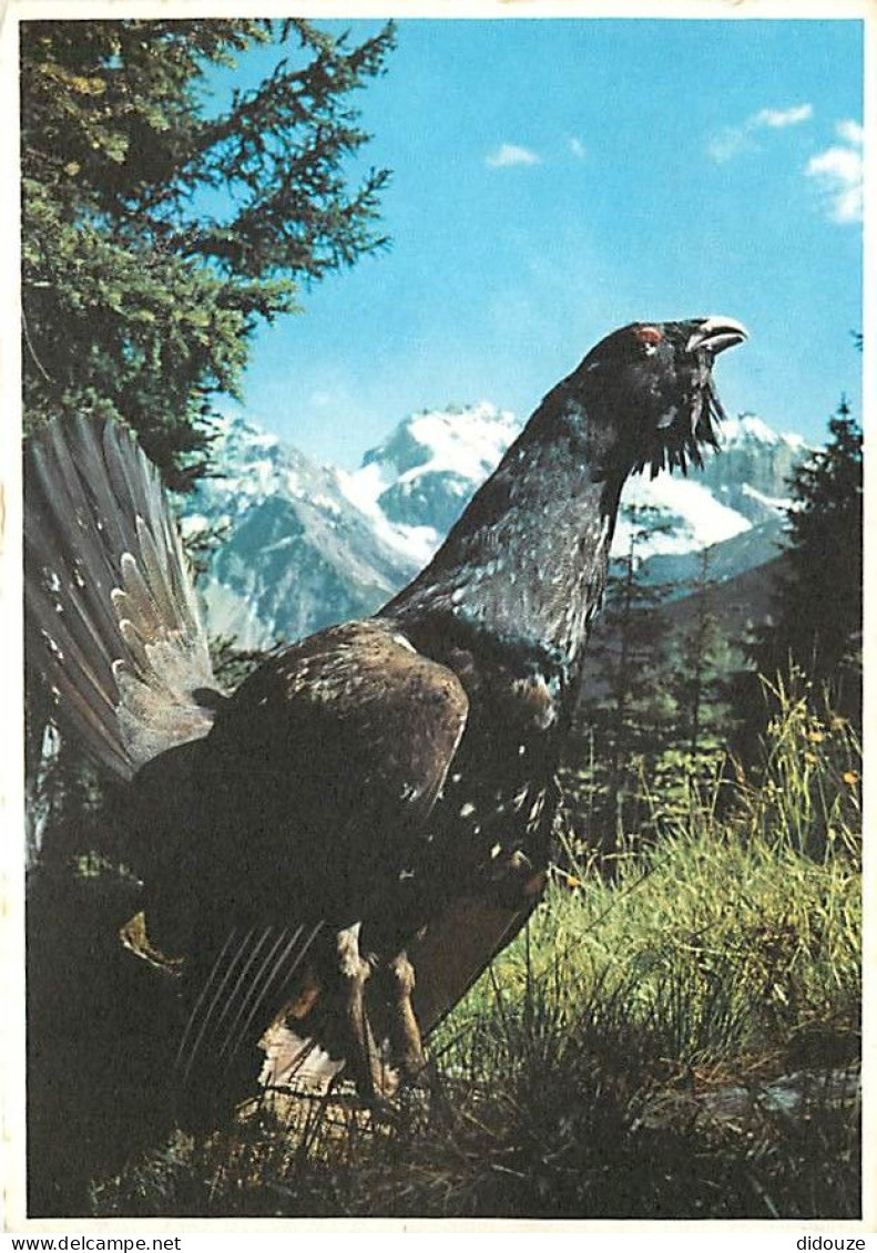 Animaux - Oiseaux - Coq De Bruyère - CPM - Voir Scans Recto-Verso - Vögel