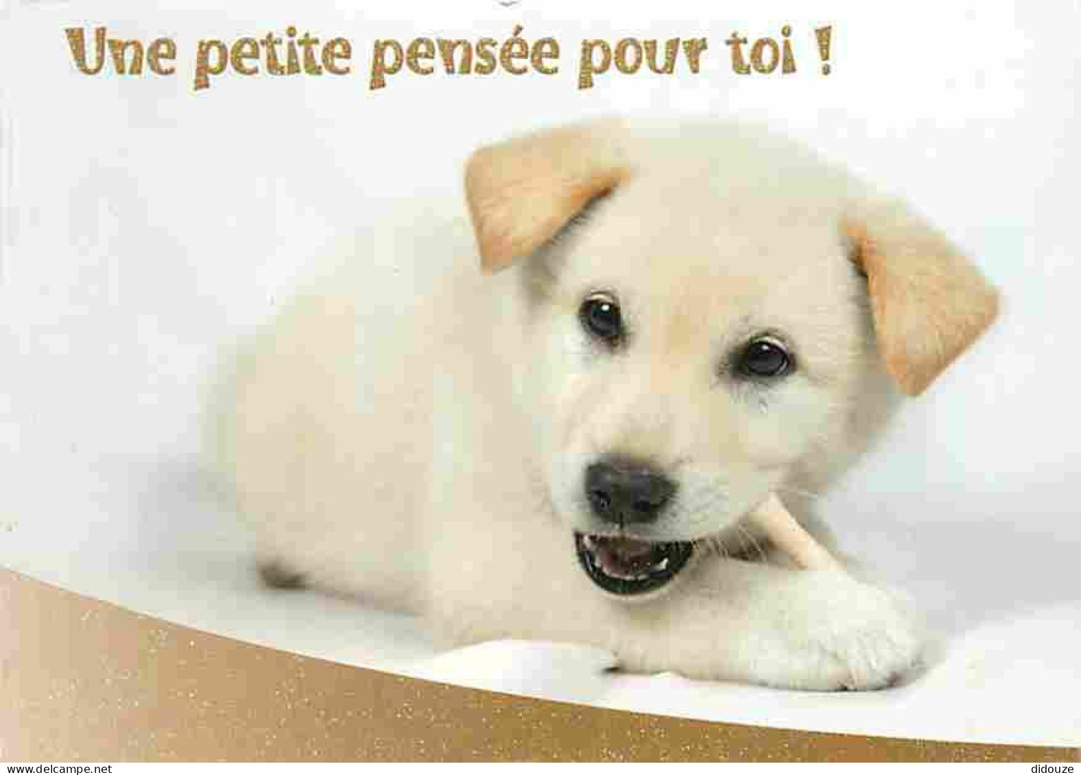 Animaux - Chiens - Labrador - Chiots - CPM - Voir Scans Recto-Verso - Chiens