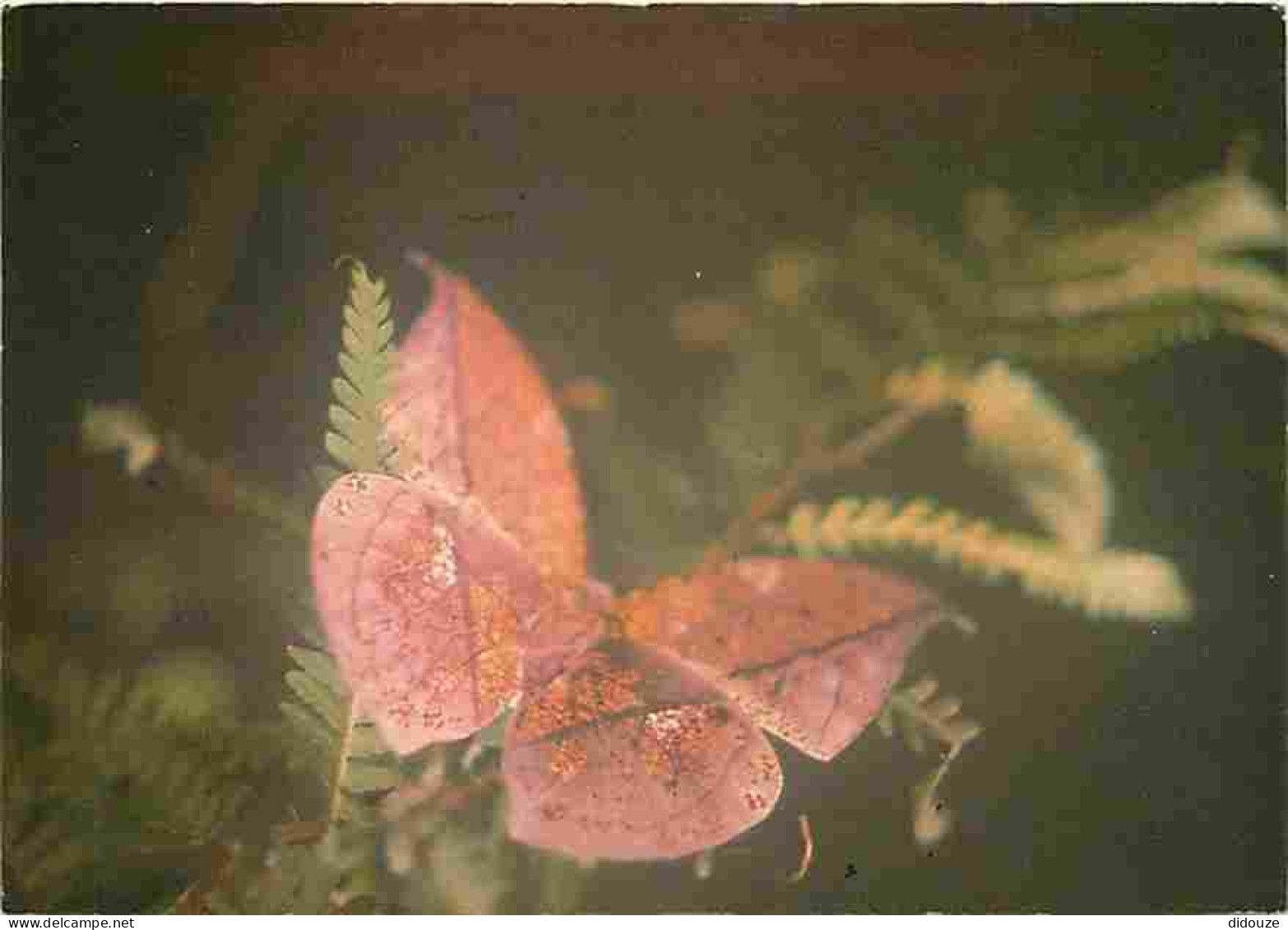 Animaux - Papillons - Carte Neuve - CPM - Voir Scans Recto-Verso - Schmetterlinge
