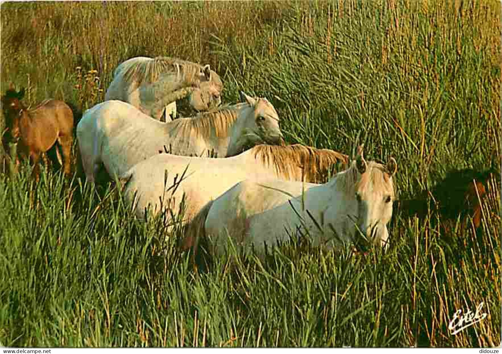 Animaux - Chevaux - Camargue - Chevaux Camarguais Dans La Roselière - Flamme Postale - CPM - Voir Scans Recto-Verso - Chevaux