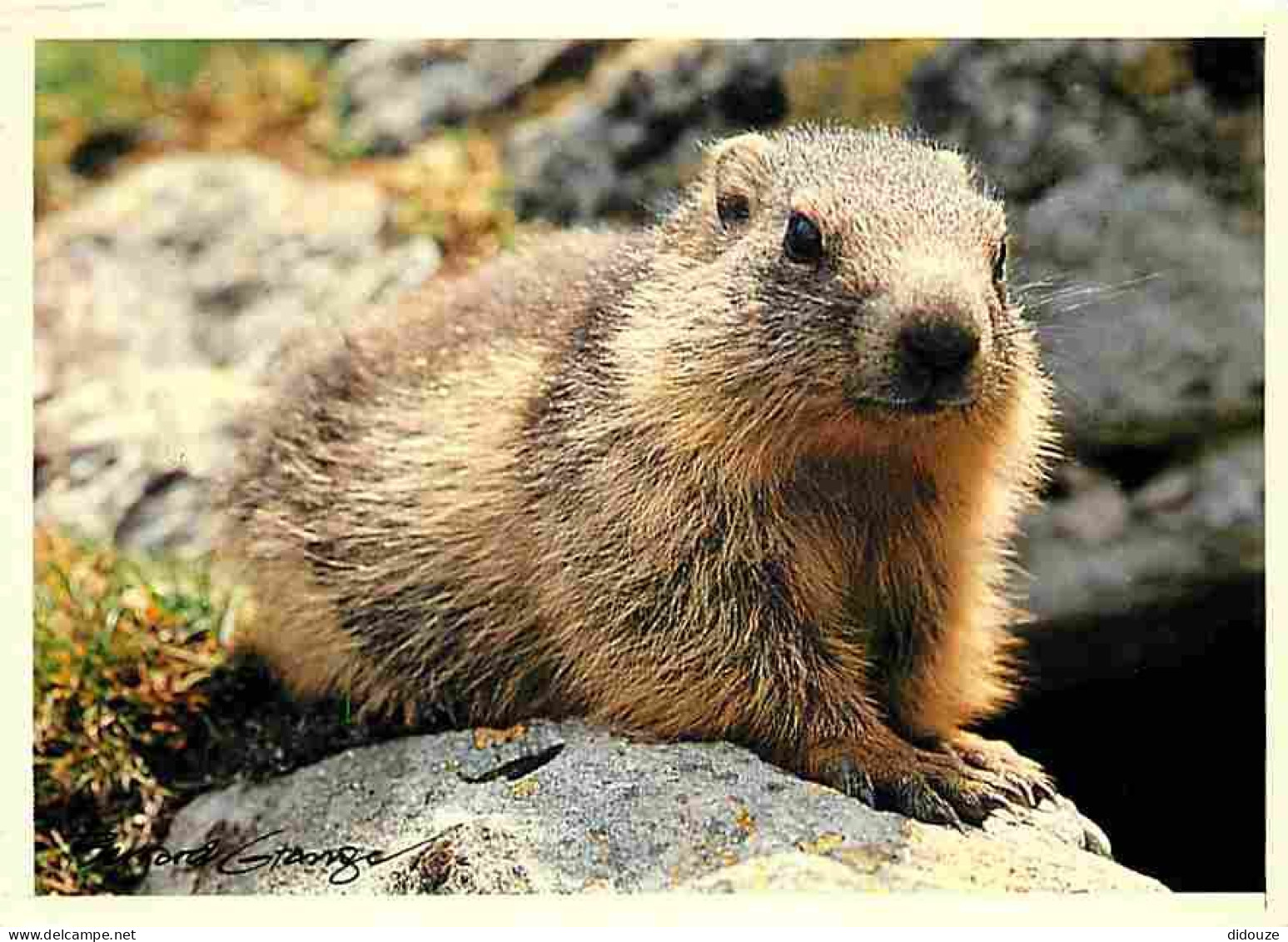 Animaux - Marmottes - CPM - Voir Scans Recto-Verso - Altri & Non Classificati