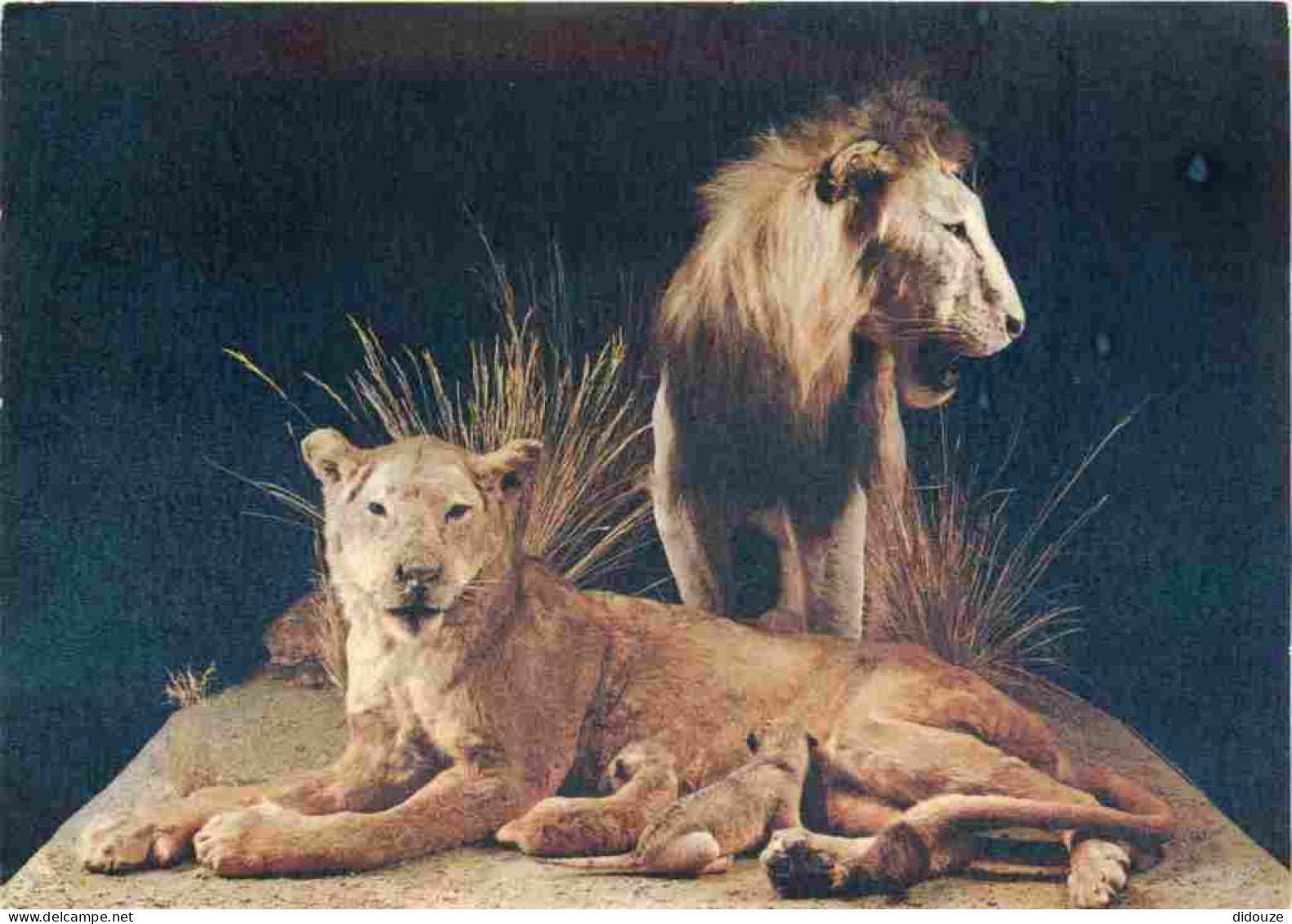 Animaux - Fauves - Lion - Museo Civico Di Storia Naturale Milano - Leone - CPM - Voir Scans Recto-Verso - Leones