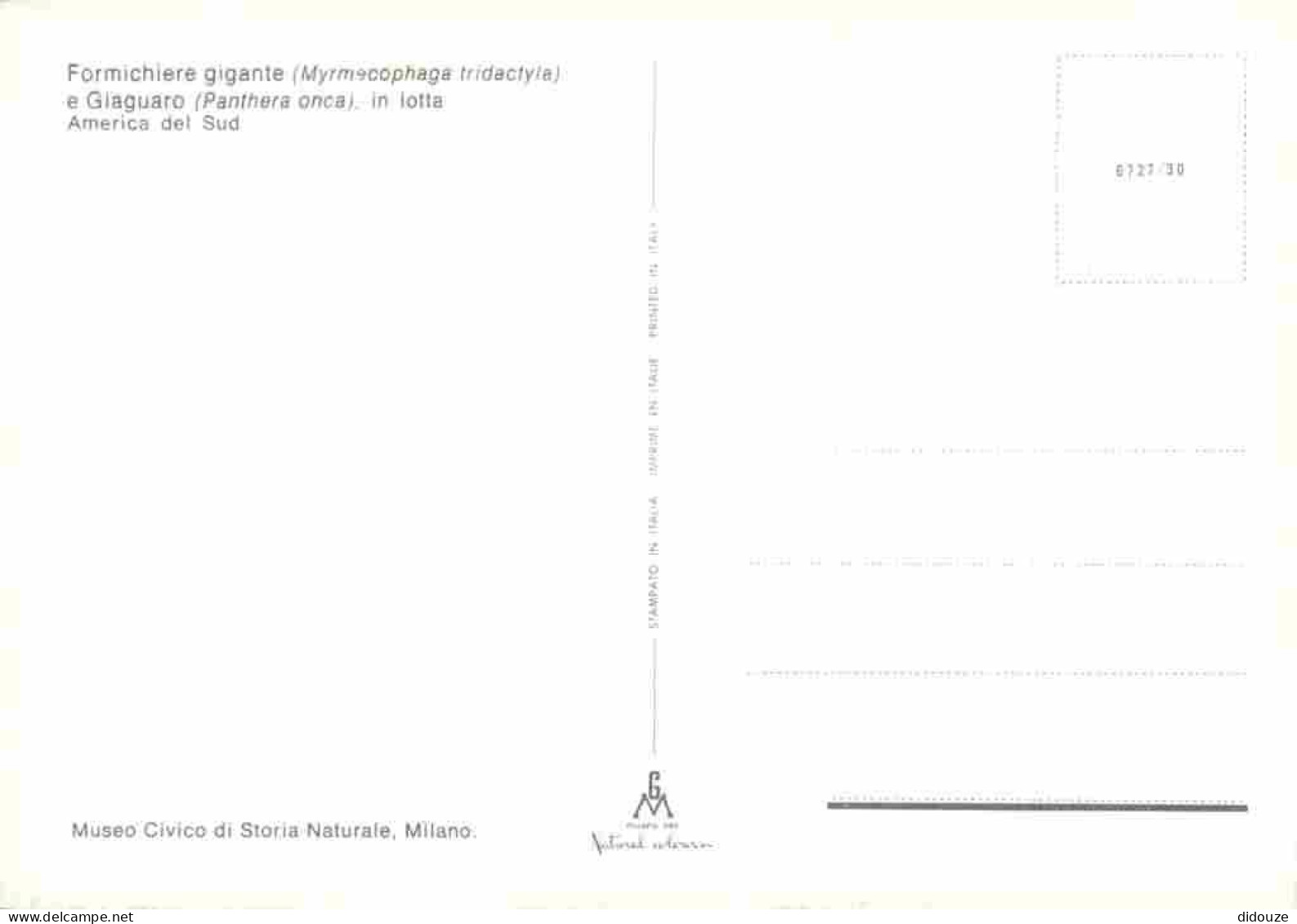 Animaux - Fauves - Panthère - Museo Civico Di Storia Naturale Milano - Formichiere Gigante E Giaguaro - CPM - Voir Scans - Altri & Non Classificati