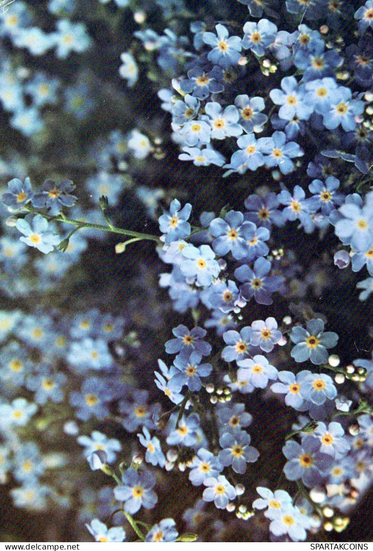 FLEURS Vintage Carte Postale CPSM #PAR271.A - Flowers