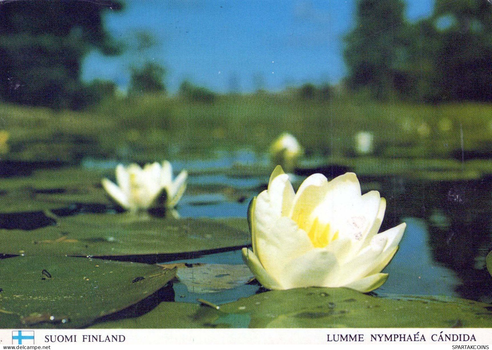 FLOWERS Vintage Ansichtskarte Postkarte CPSM #PAR262.A - Fleurs