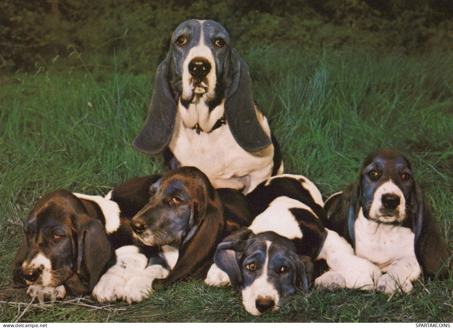 DOG Animals Vintage Postcard CPSM #PAN637.A - Honden