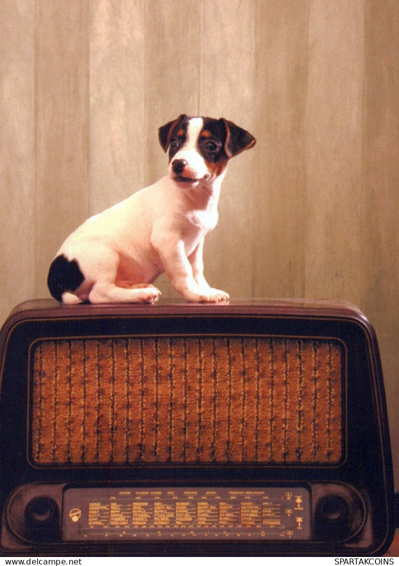 DOG Animals Vintage Postcard CPSM #PAN477.A - Perros