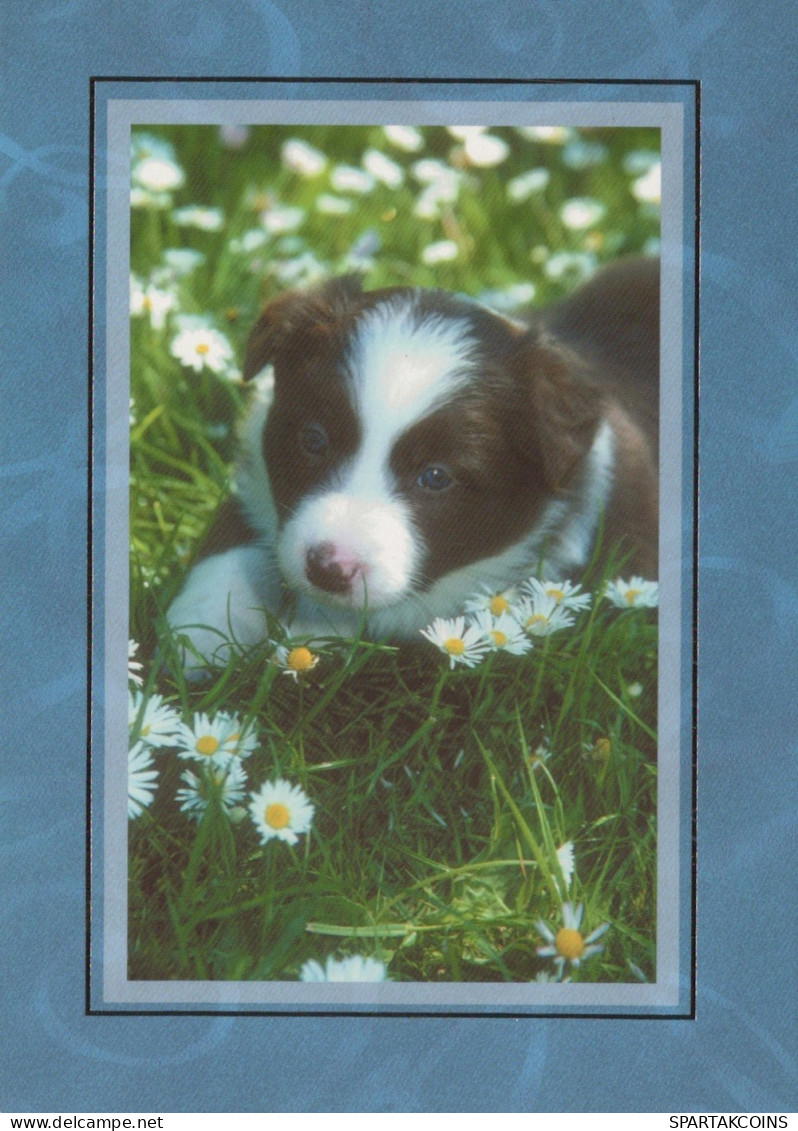 CANE Animale Vintage Cartolina CPSM #PAN464.A - Hunde