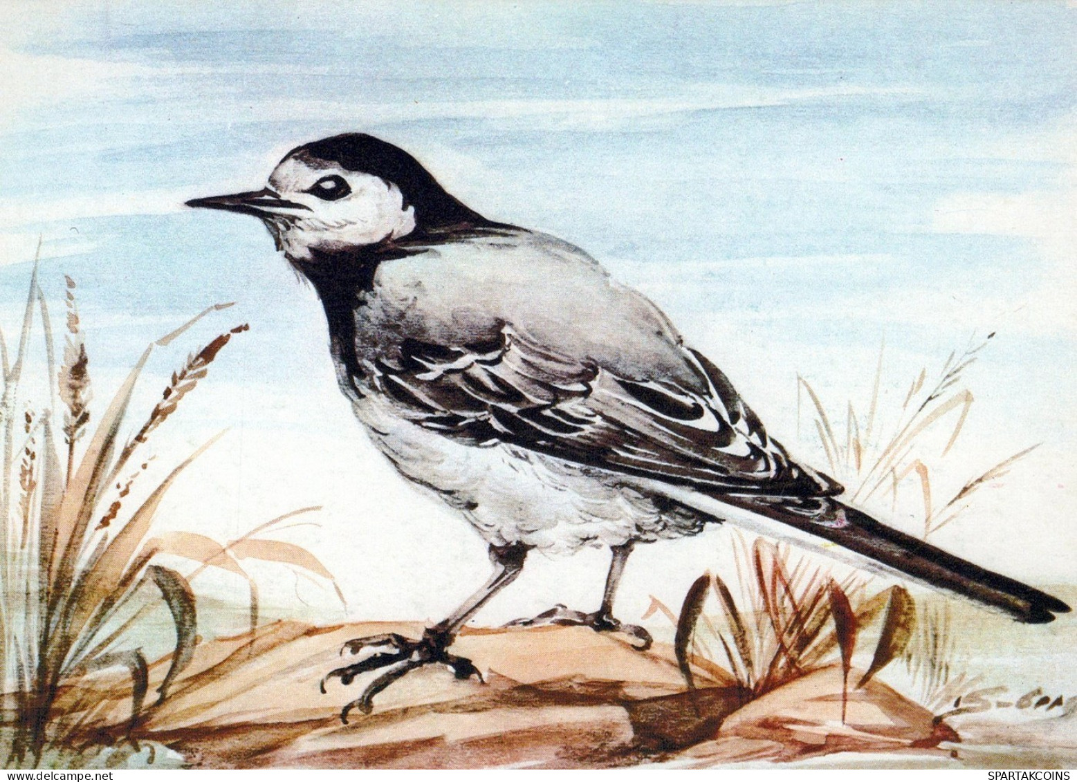BIRD Animals Vintage Postcard CPSM #PAN172.A - Vögel