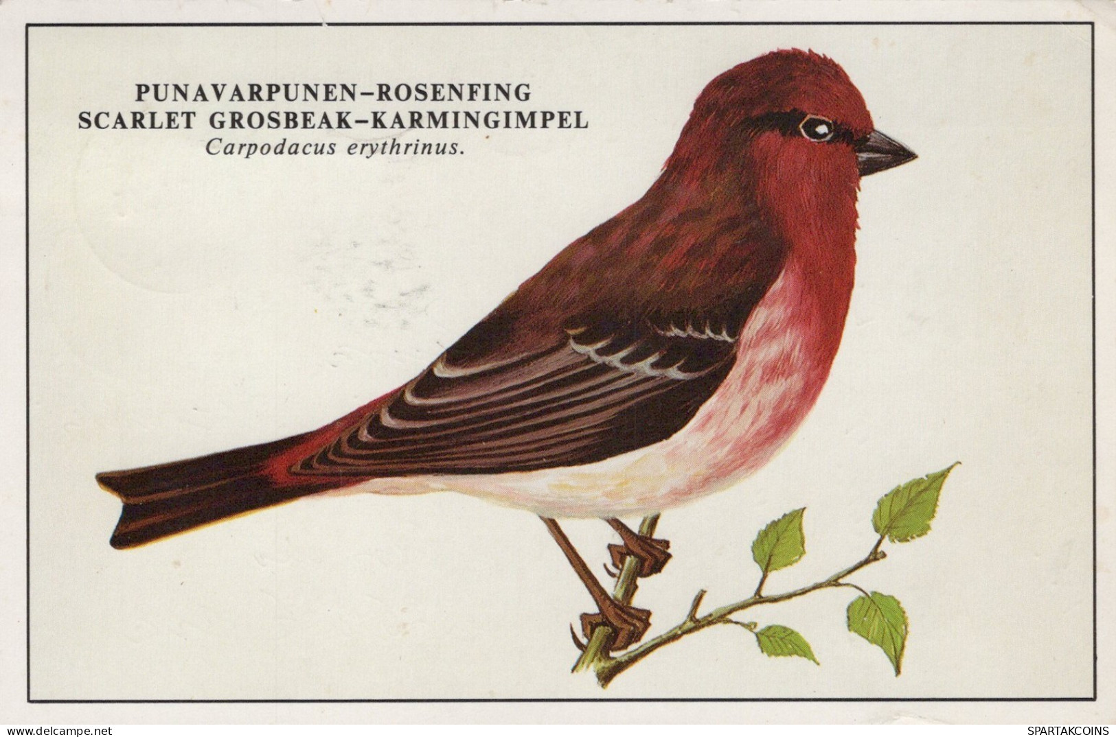 PÁJARO Animales Vintage Tarjeta Postal CPSM #PAN173.A - Birds