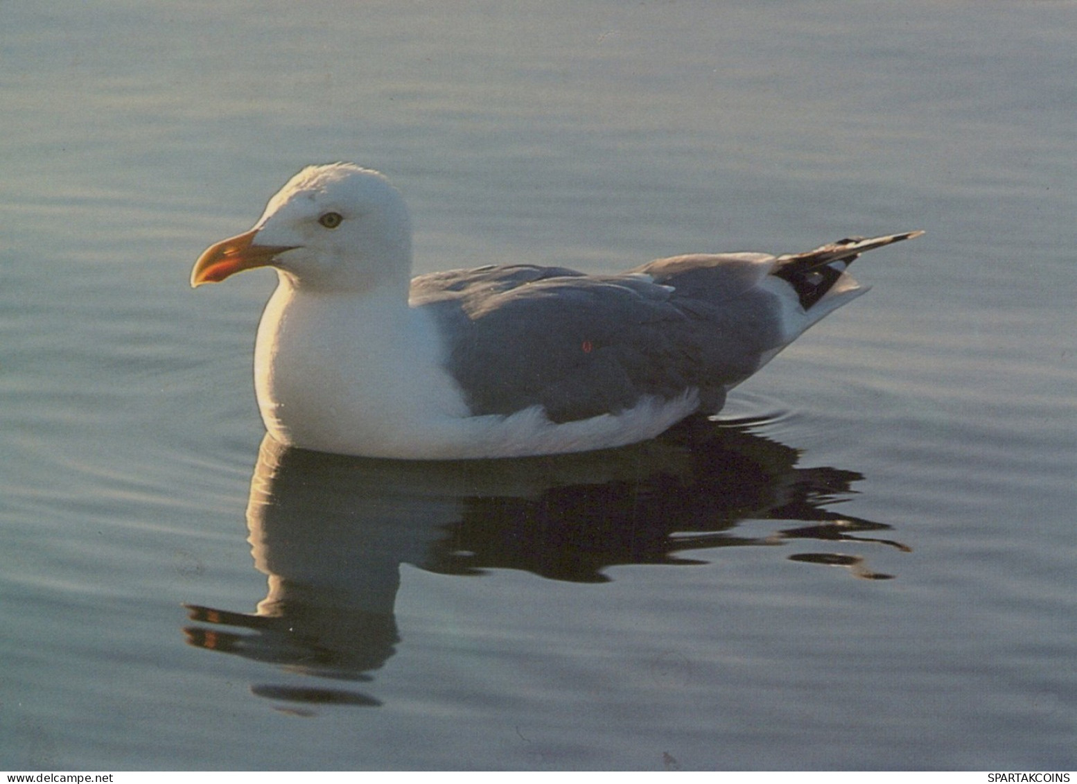 VOGEL Tier Vintage Ansichtskarte Postkarte CPSM Unposted #PAM690.A - Birds