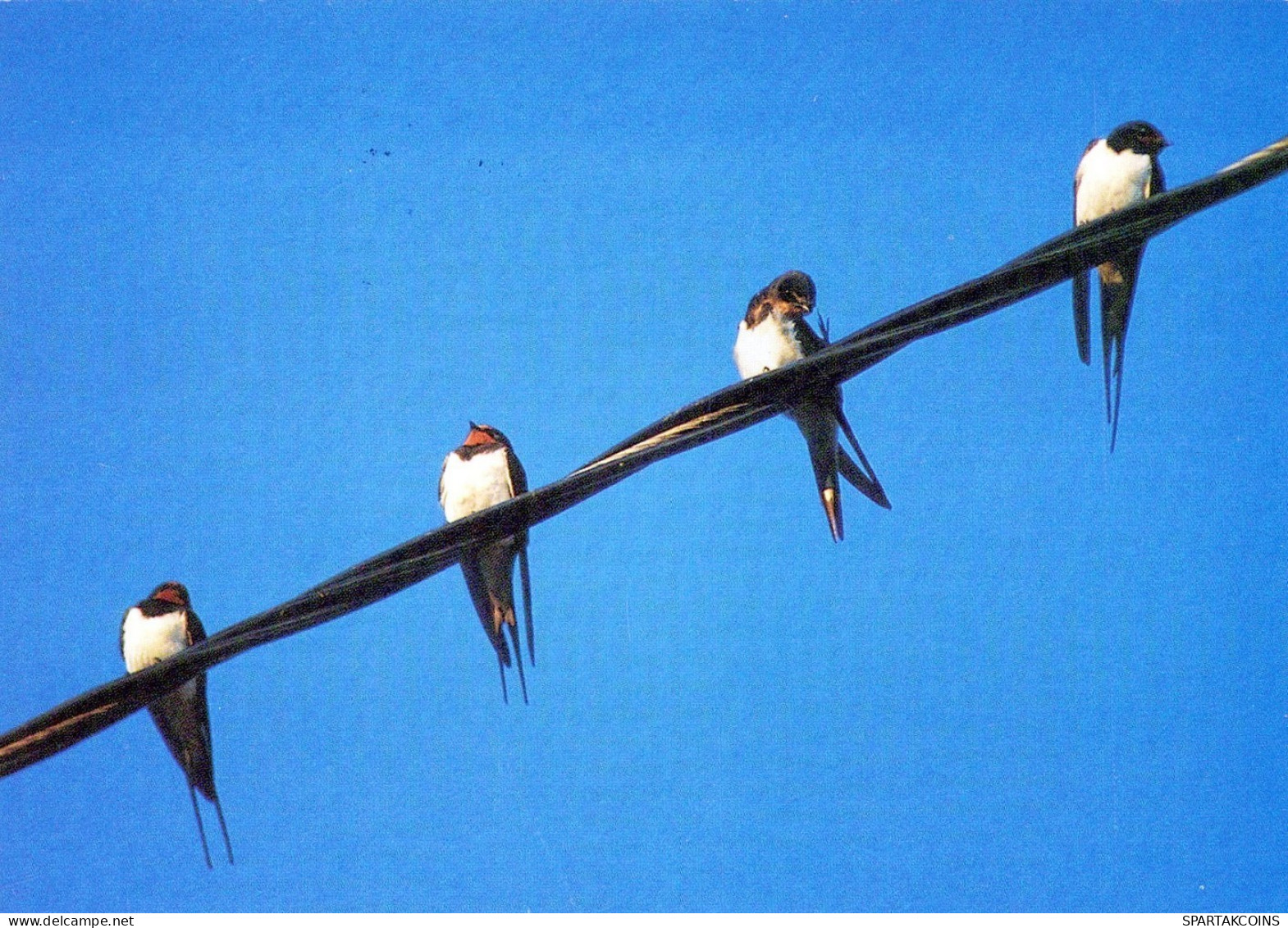 VOGEL Tier Vintage Ansichtskarte Postkarte CPSM #PAM670.A - Birds