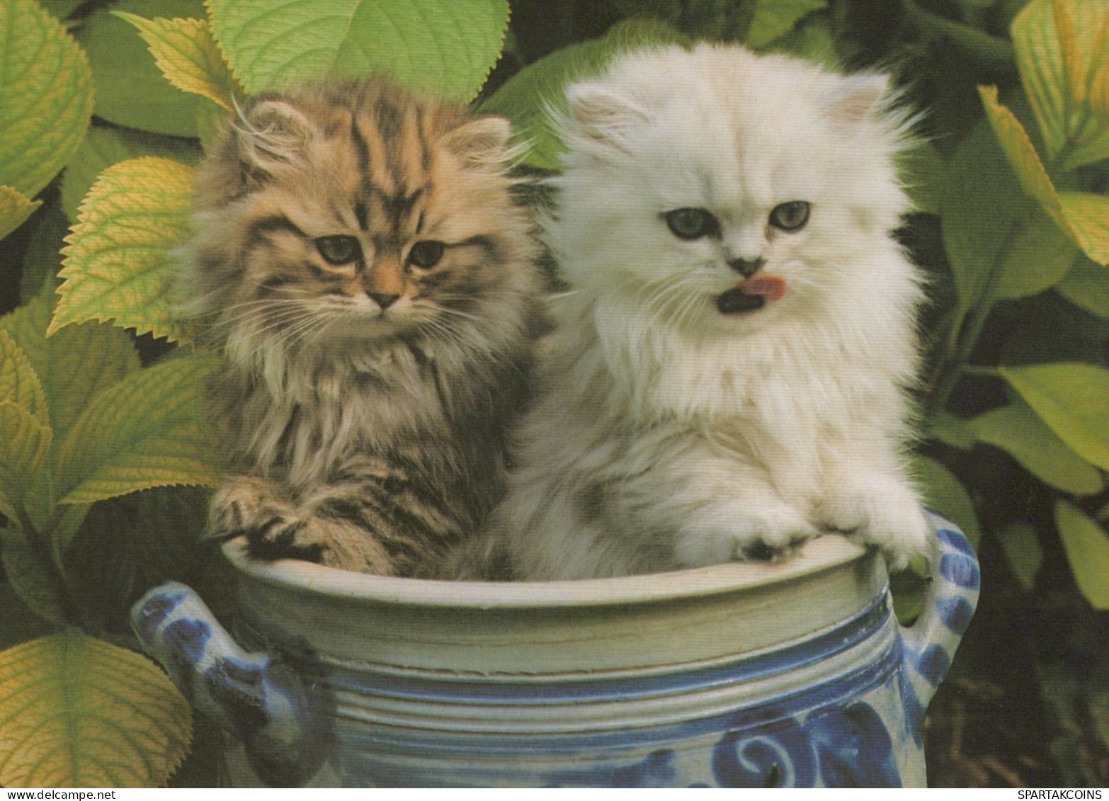 KATZE MIEZEKATZE Tier Vintage Ansichtskarte Postkarte CPSM Unposted #PAM610.A - Katten