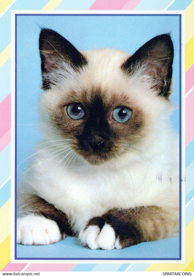KATZE MIEZEKATZE Tier Vintage Ansichtskarte Postkarte CPSM #PAM550.A - Katzen