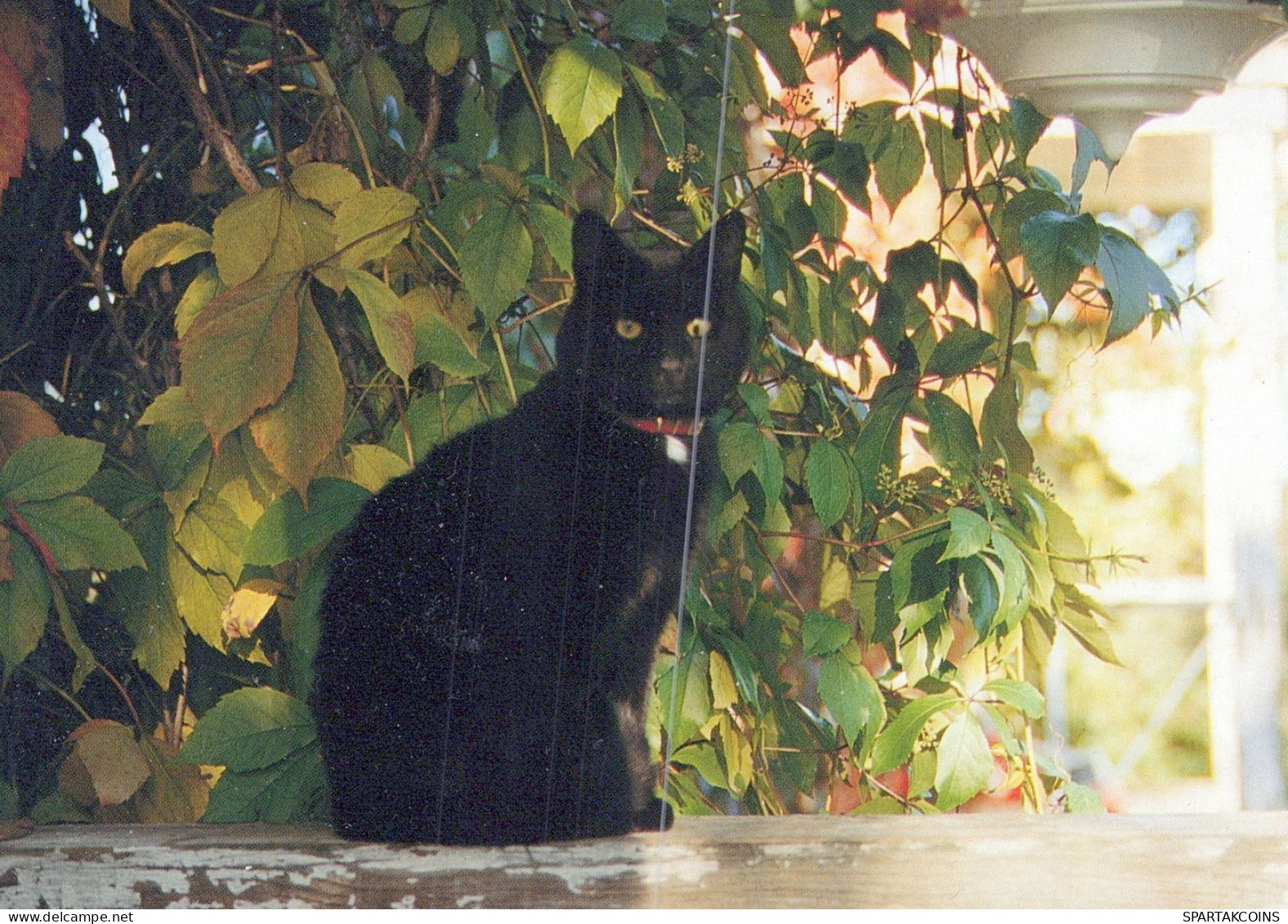 CHAT CHAT Animaux Vintage Carte Postale CPSM #PAM374.A - Gatos