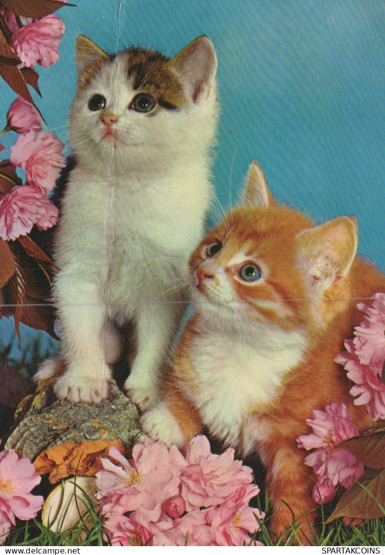 GATO GATITO Animales Vintage Tarjeta Postal CPSM #PAM317.A - Chats