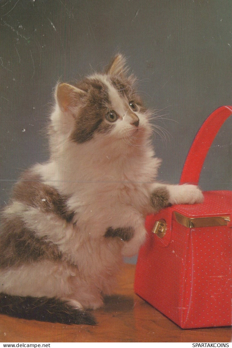 KATZE MIEZEKATZE Tier Vintage Ansichtskarte Postkarte CPSM #PAM115.A - Katzen