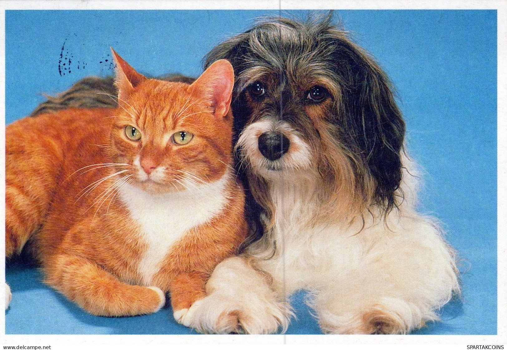 DOG AND CAT Animals Vintage Postcard CPSM #PAM036.A - Perros