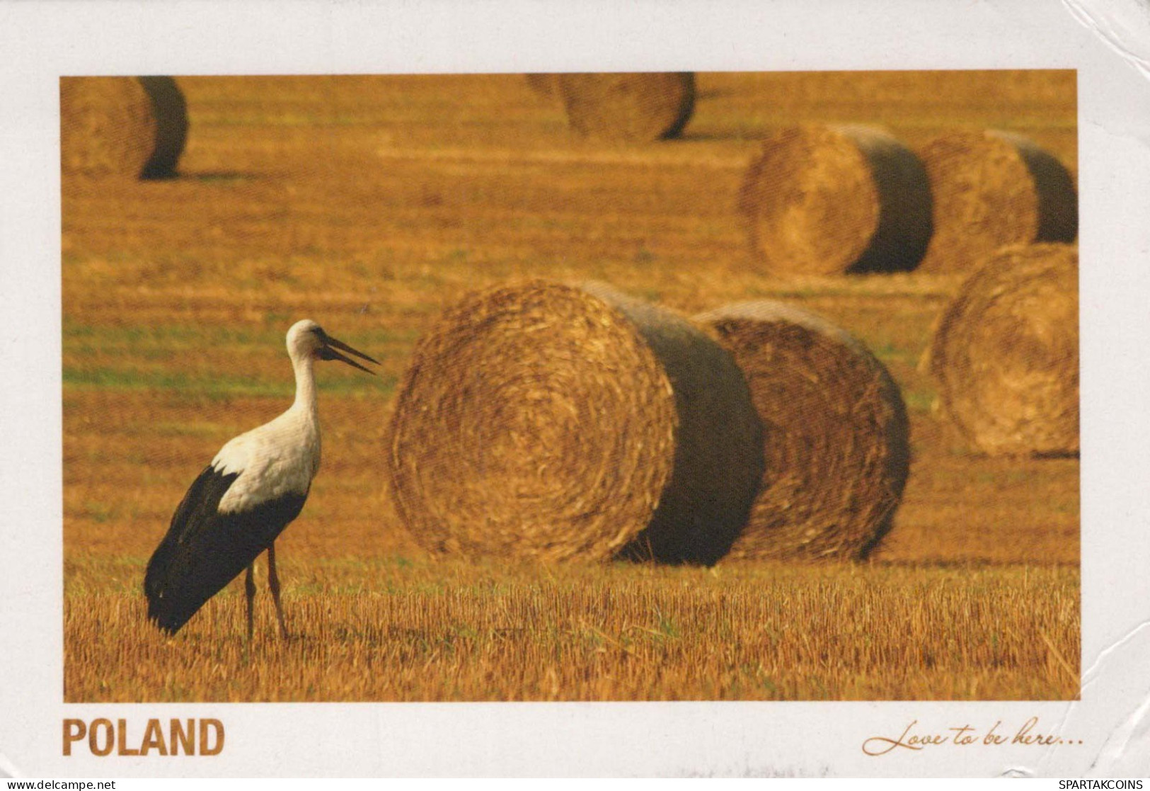 VOGEL Tier Vintage Ansichtskarte Postkarte CPSM #PBR738.A - Birds