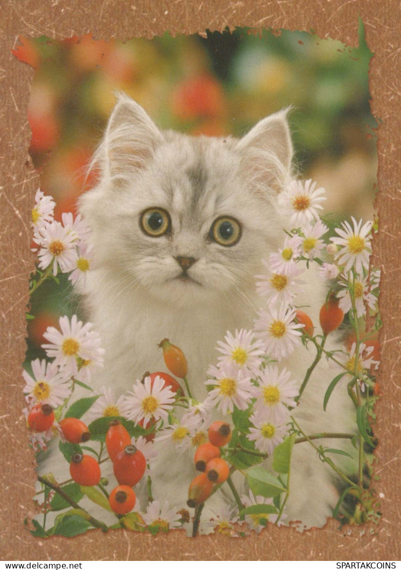 GATTO KITTY Animale Vintage Cartolina CPSM #PBQ930.A - Gatos