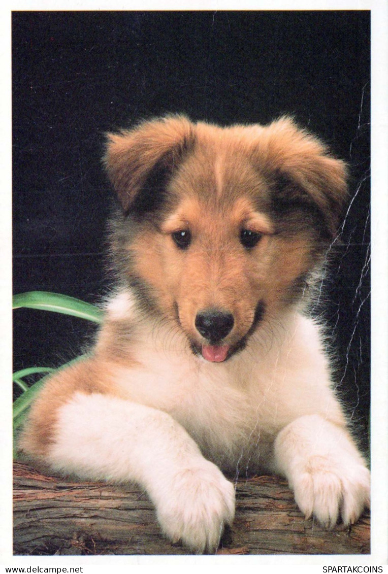 HUND Tier Vintage Ansichtskarte Postkarte CPSM #PBQ502.A - Hunde