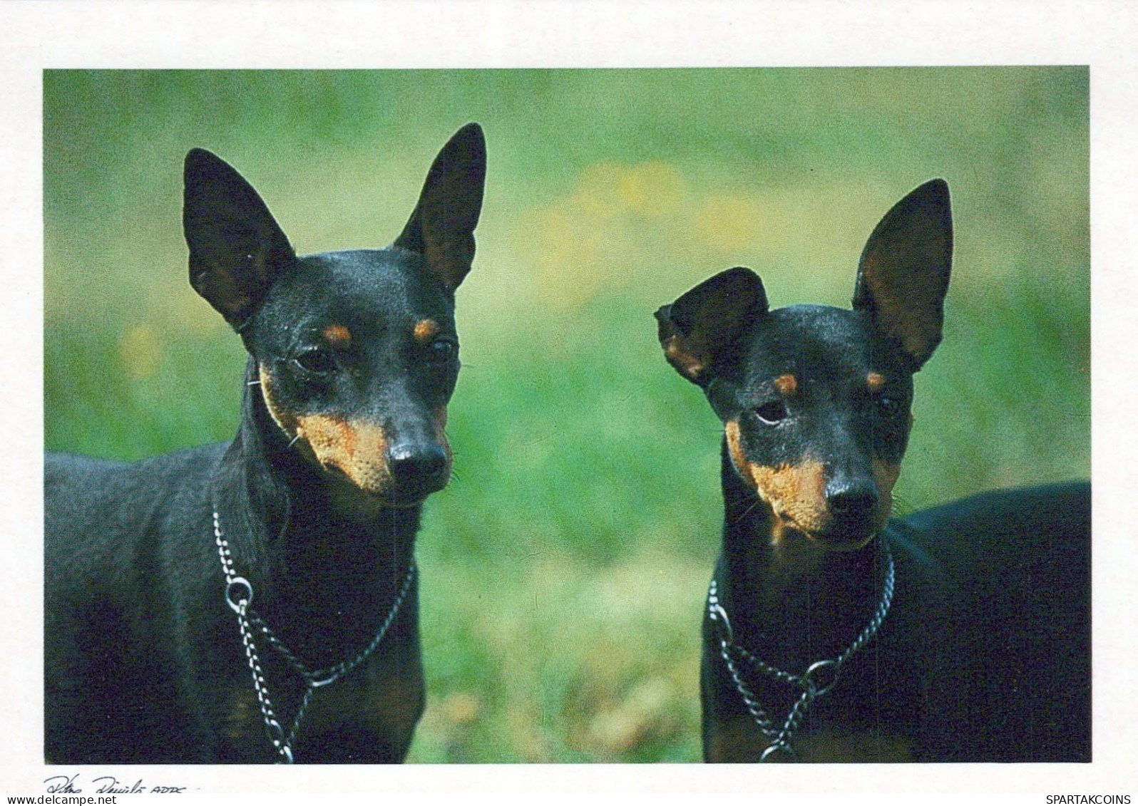 HUND Tier Vintage Ansichtskarte Postkarte CPSM #PBQ387.A - Hunde