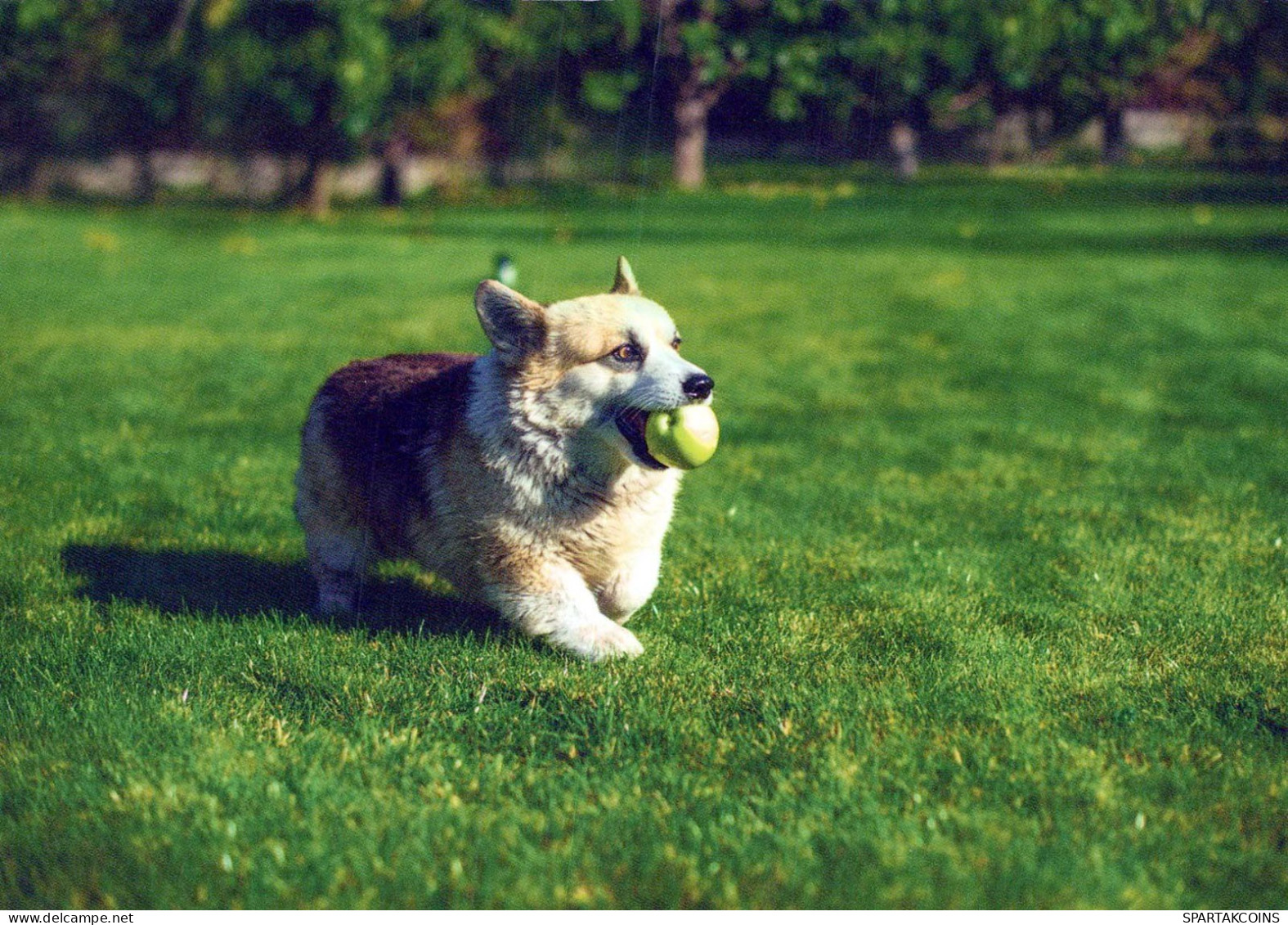 CANE Animale Vintage Cartolina CPSM #PBQ475.A - Honden