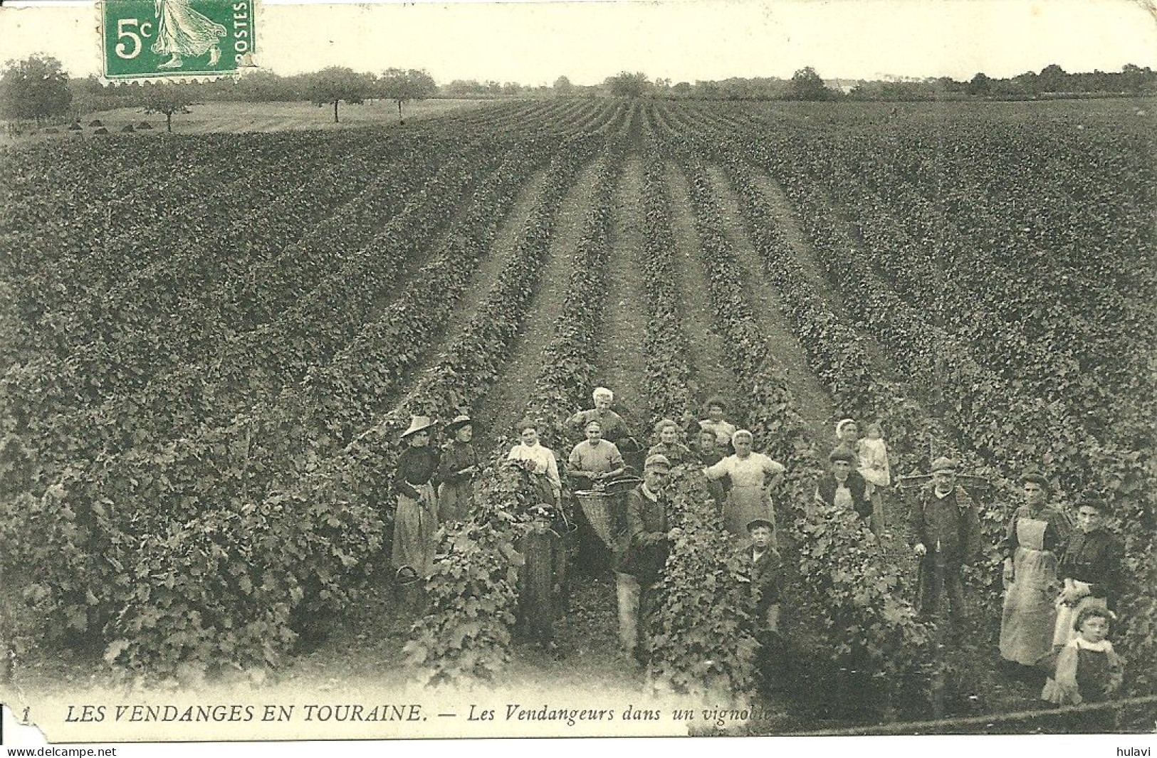 37  LES VENDANGES EN TOURAINE - LES VENDANGEURS DANS UN VIGNOBLE (écornée) (ref 146) - Other & Unclassified