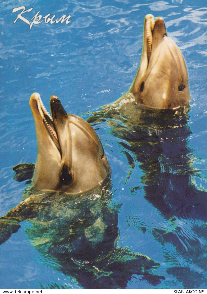 DAUPHINs Animaux Vintage Carte Postale CPSM #PBS678.A - Dolfijnen