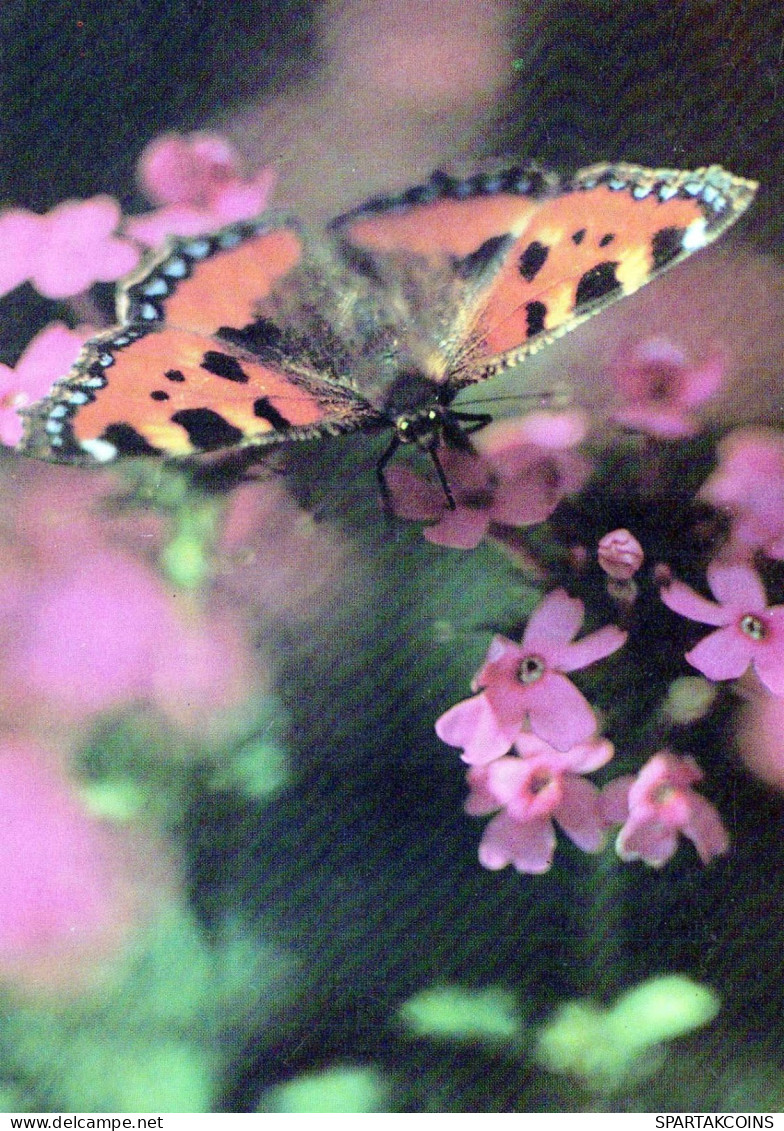 FARFALLA Animale Vintage Cartolina CPSM #PBS417.A - Butterflies