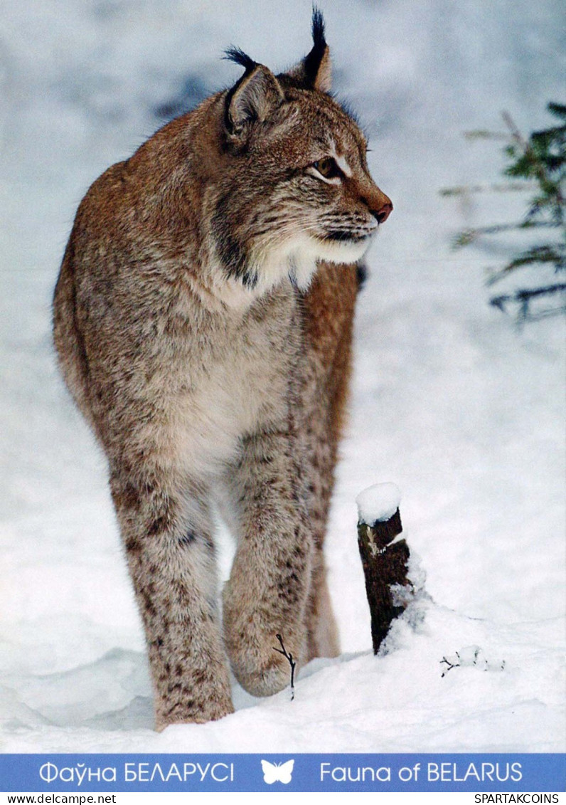 LYNX Animals Vintage Postcard CPSM #PBS070.A - Other & Unclassified