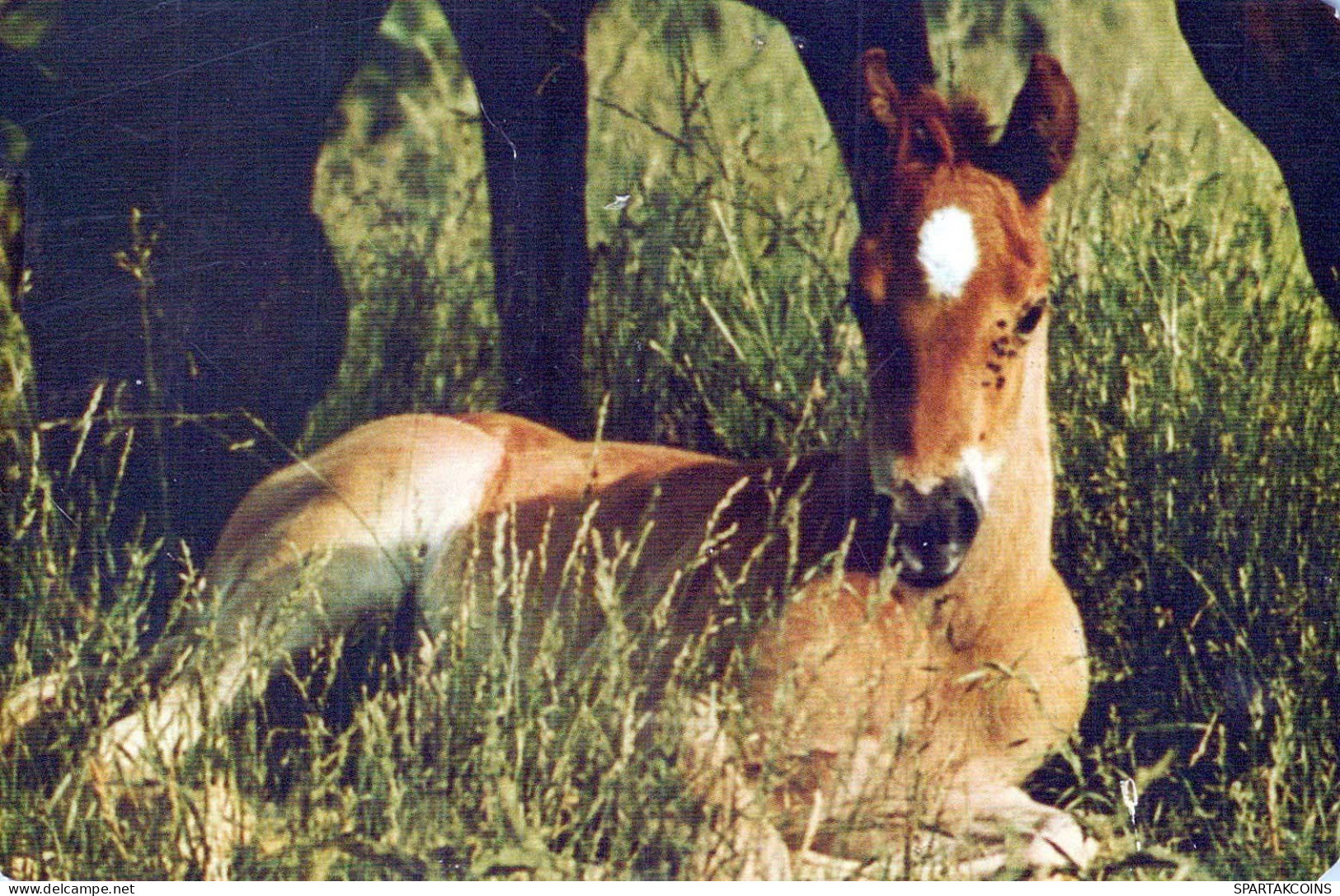 CABALLO Animales Vintage Tarjeta Postal CPA #PKE882.A - Pferde