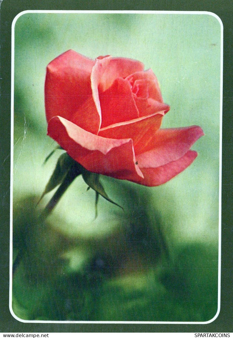 FIORI Vintage Cartolina CPSM #PBZ471.A - Fleurs
