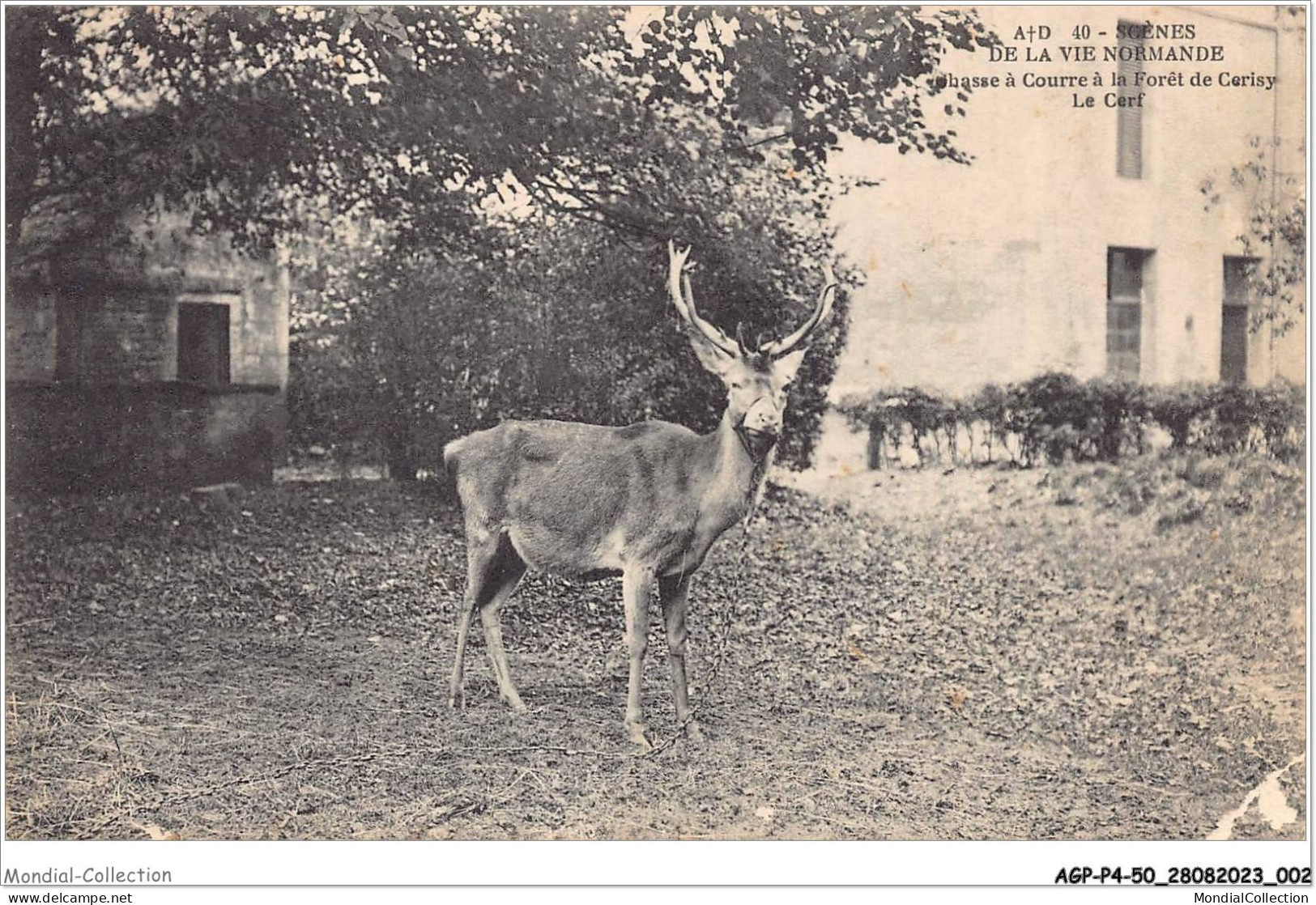 AGPP4-0325-50 - CERISY-LA-FORET - Chasse à Courre à La Foret De Cerisy  - Otros & Sin Clasificación