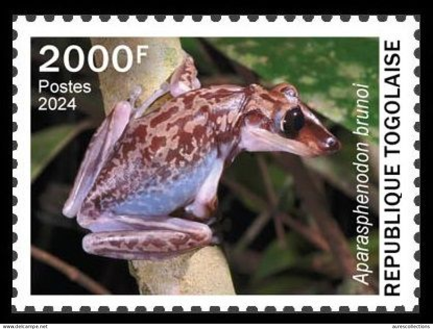 TOGO 2024 STAMP 1V 2000F - TOXIC SPECIES - FROG FROGS GRENOUILLES GRENOUILLE - MNH - Kikkers