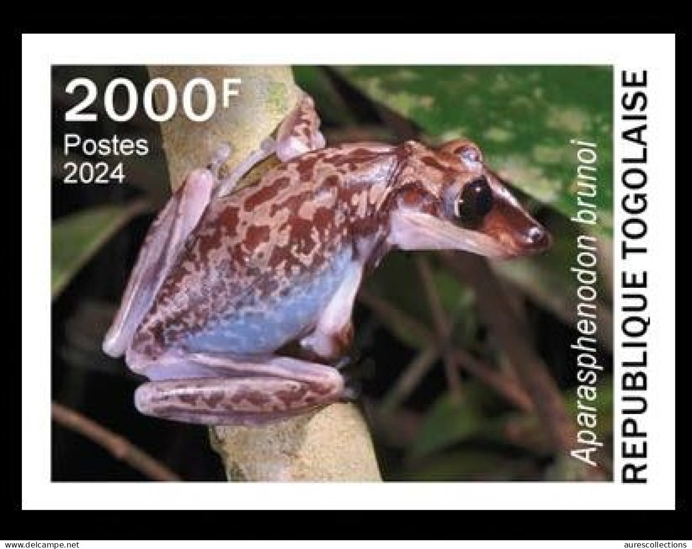 TOGO 2024 STAMP 1V IMPERF 2000F - TOXIC SPECIES - FROG FROGS GRENOUILLES GRENOUILLE - MNH - Frösche