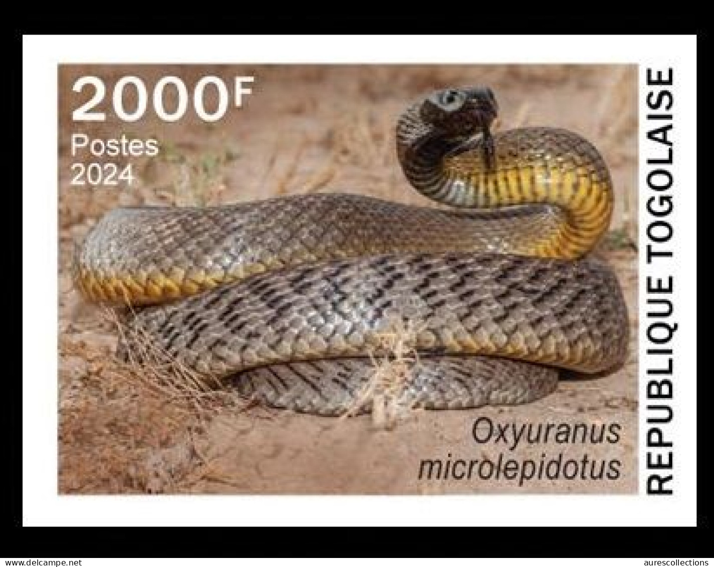 TOGO 2024 STAMP 1V IMPERF 2000F - TOXIC SPECIES - SNAKE SNAKES REPTILES SERPENTS - MNH - Serpientes