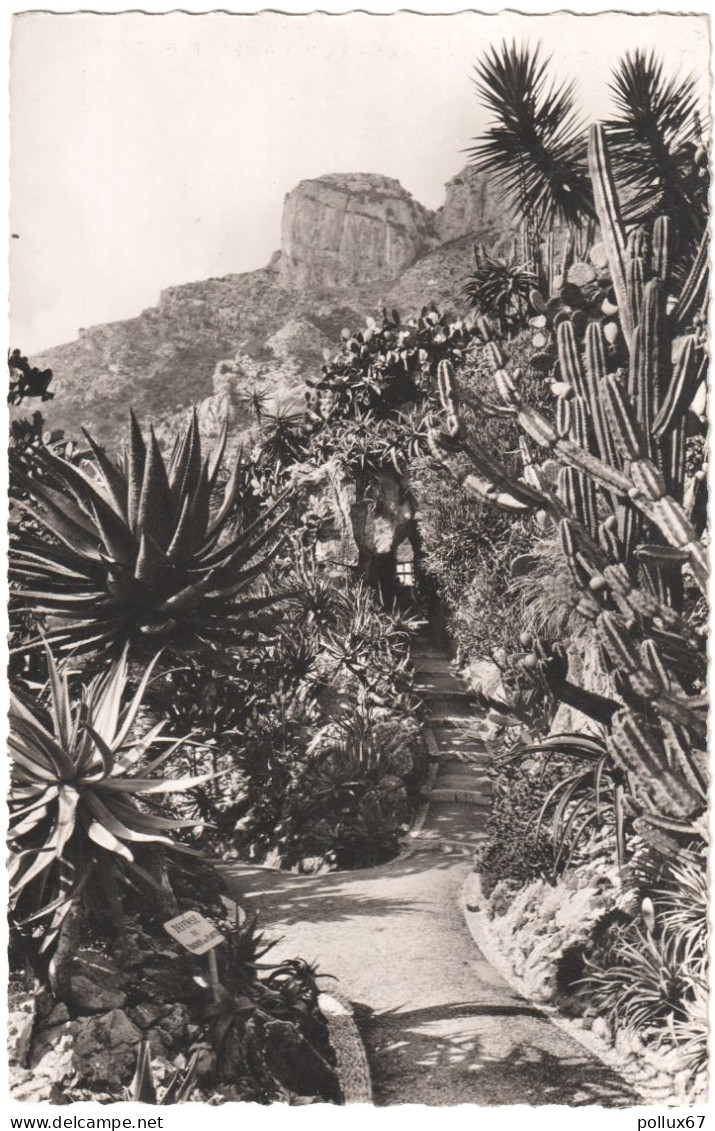 CPSM DE MONACO  (MONACO)  LE JARDIN EXOTIQUE - Giardino Esotico