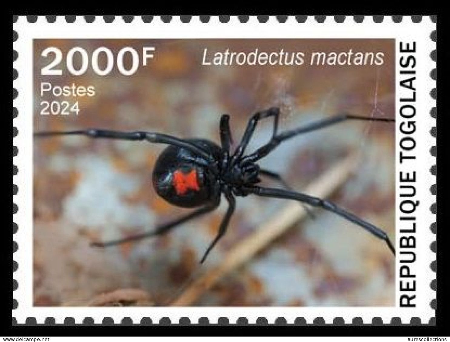 TOGO 2024 STAMP 1V 2000F - TOXIC SPECIES - SPIDERS SPIDER BLACK WIDOW VEUVE NOIRE - MNH - Spiders