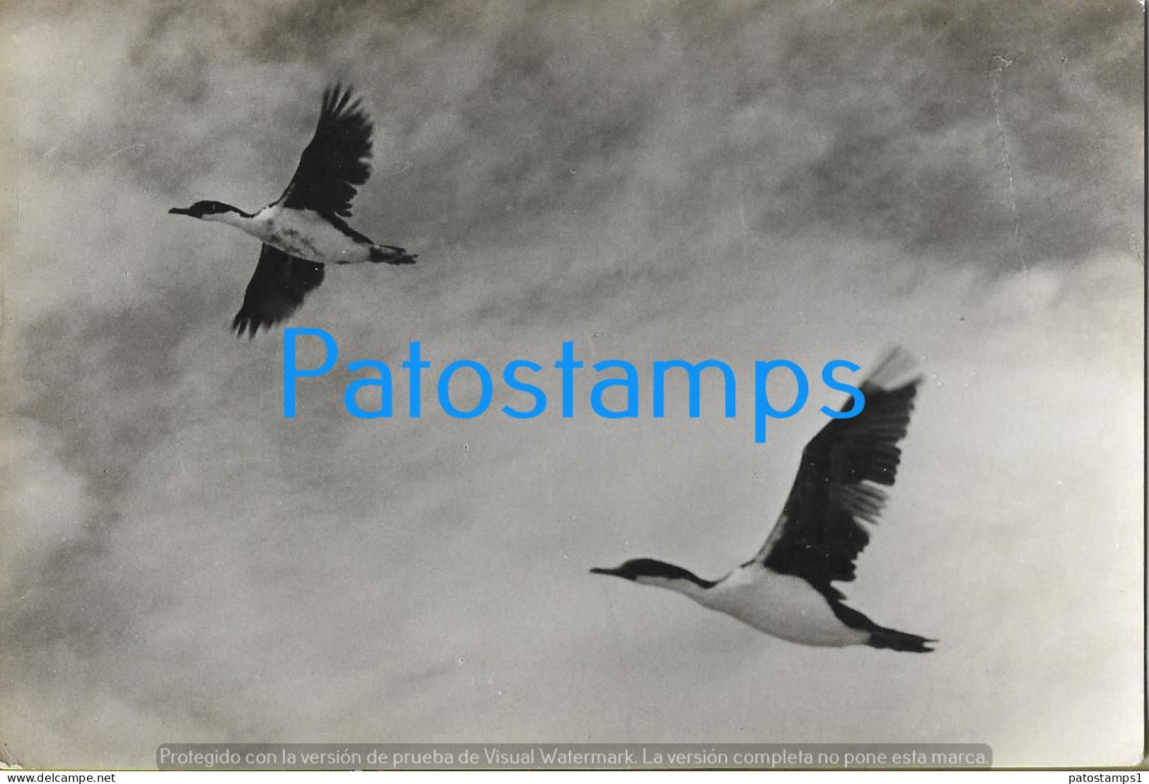 228739 UK FALKLAND ISLAND ISLAS MALVINAS BIRDS SHAGS IN FLIGHT POSTAL POSTCARD - Autres & Non Classés