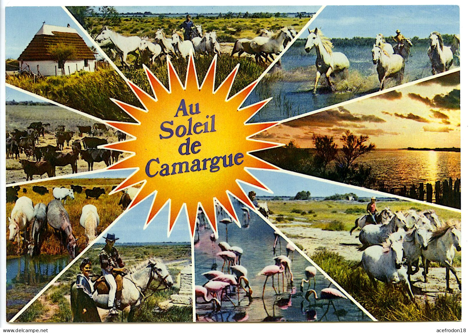 En Camargue Avec Les Gardians, Sous La Chaude Caresse Du Soleil De Provence - Autres & Non Classés