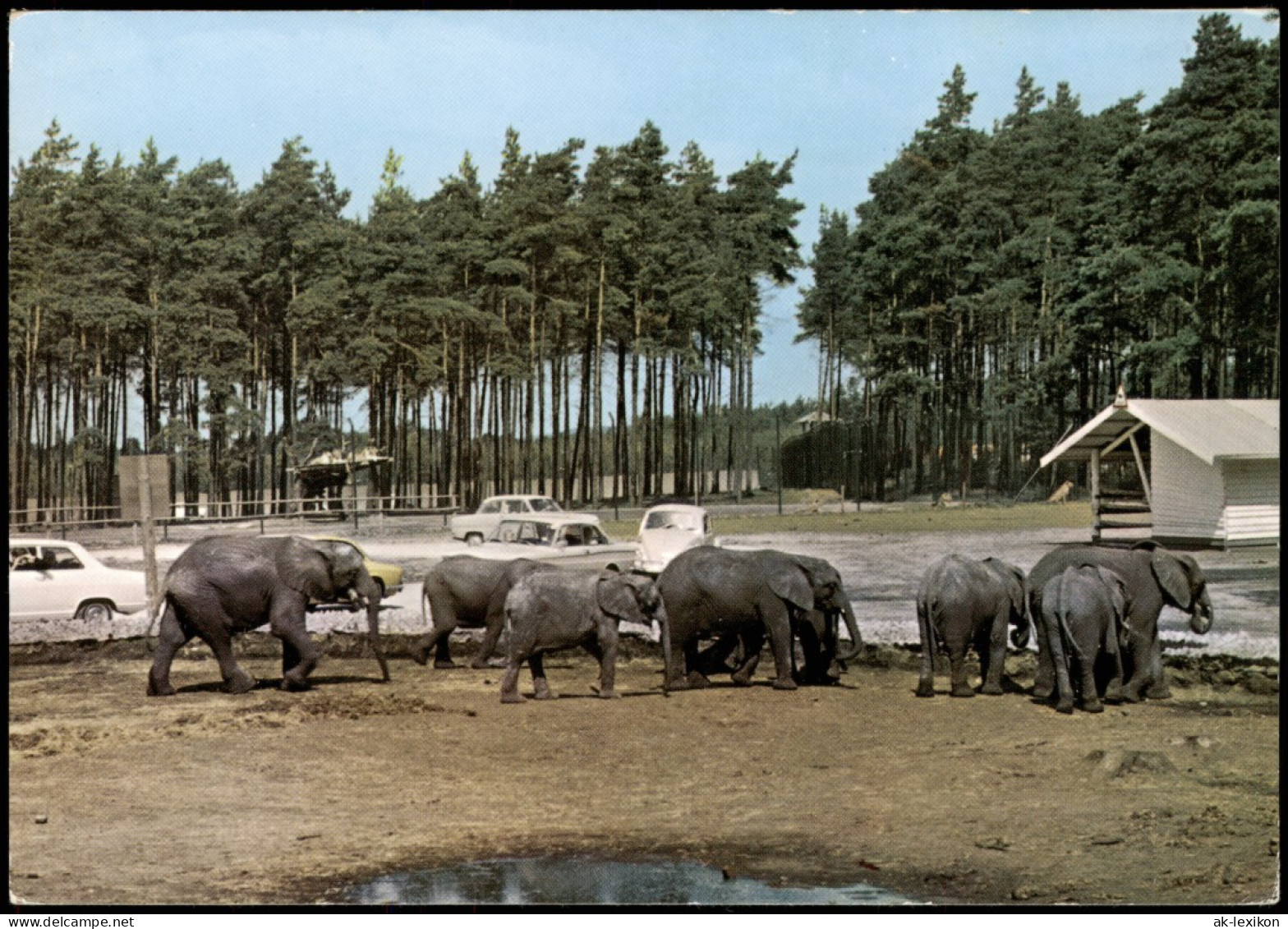 Schloß Holte-Stukenbrock Hollywood Safaripark Stukenbrock Elefanten Senne  1990 - Autres & Non Classés