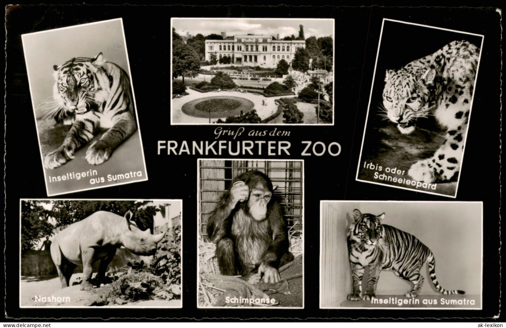 Frankfurt Am Main Zoo   Tiger Aus Sumatra, Nashorn, Schimpanse Uvm. 1959 - Frankfurt A. Main