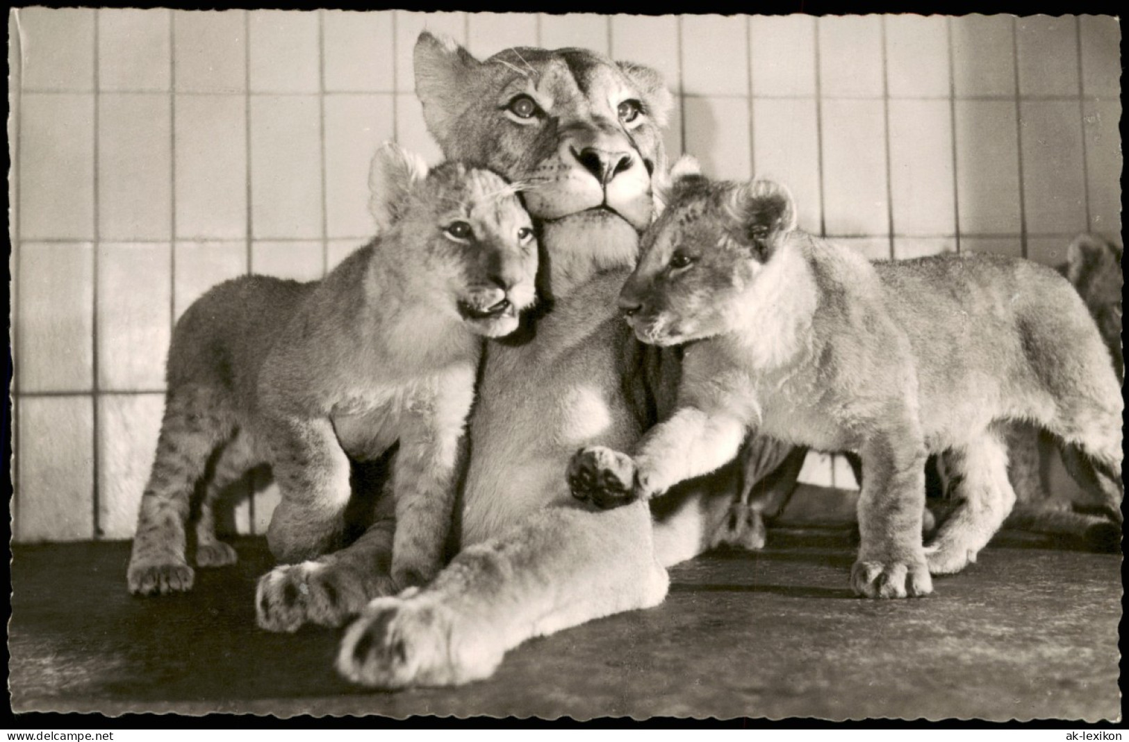 Frankfurt Am Main Zoo Tiergehege Löwin Mit Jungen Aufn. Dr. Grzimek 1960 - Frankfurt A. Main