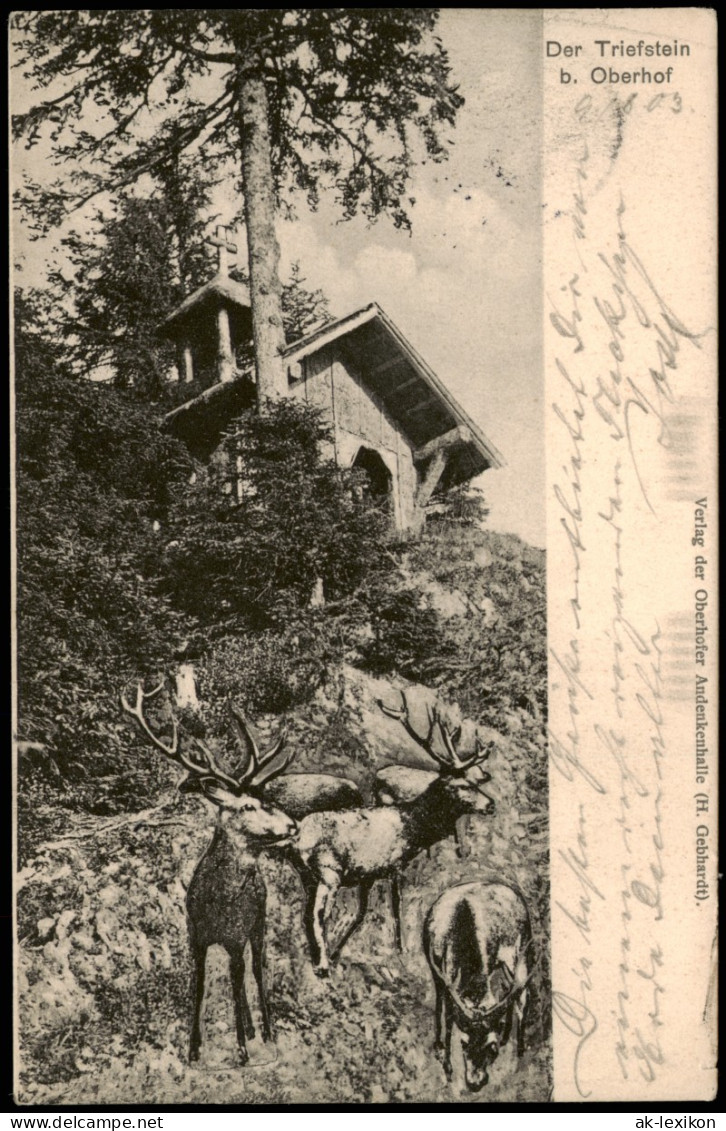 Ansichtskarte Oberhof (Thüringen) Der Triefstein - Hirsche 1903 - Oberhof