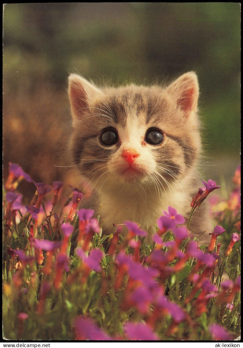 Ansichtskarte  Tiermotiv-Karte Tiere Katzen Junge Katze Zwischen Blumen 1992 - Andere & Zonder Classificatie