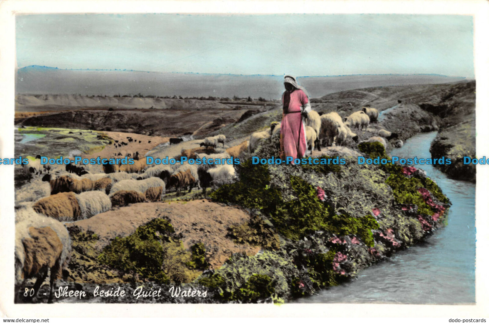 R087198 Sheep Beside Quiet Waters. Rex Studio Garbis Semerdjian - World