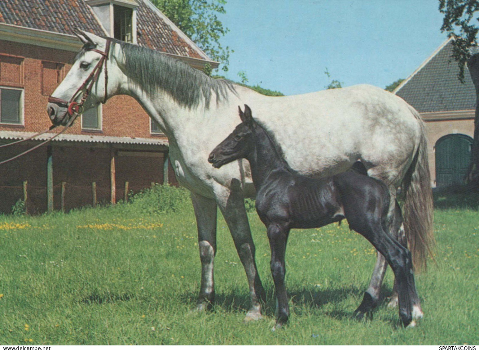 CAVALLO Animale Vintage Cartolina CPSM #PBR948.IT - Chevaux